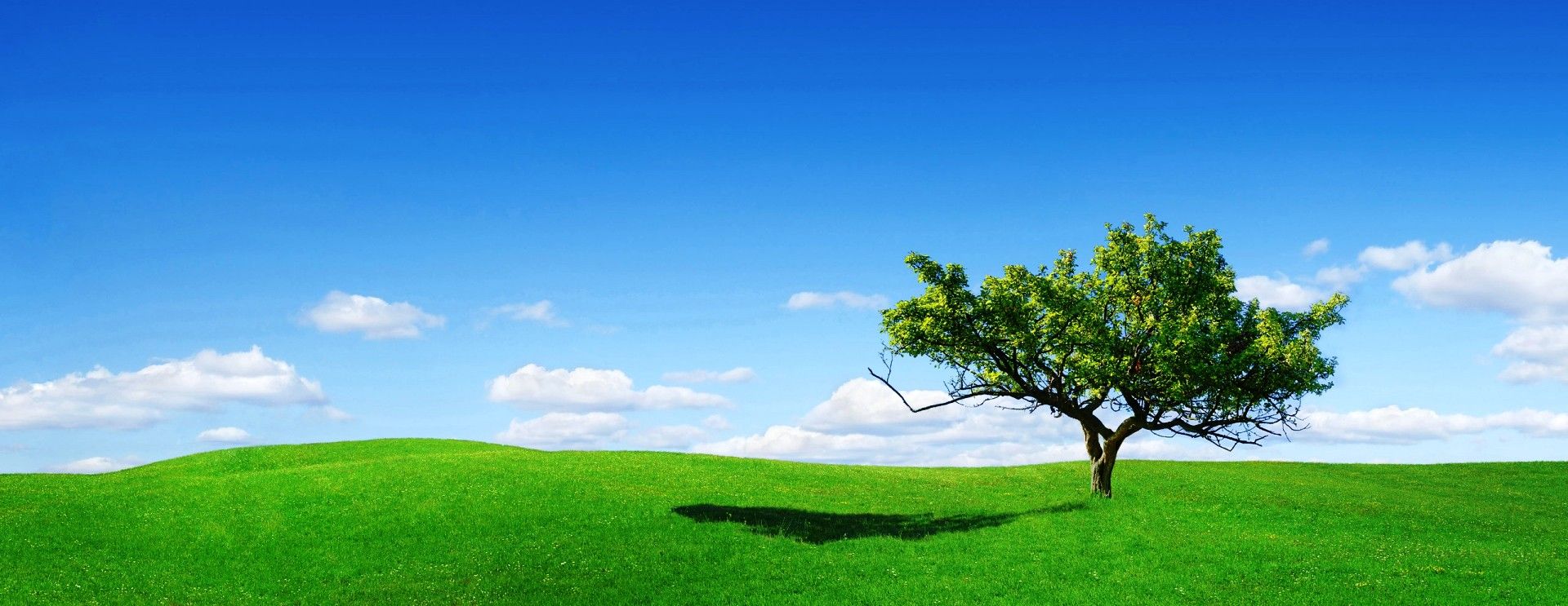 the need tree